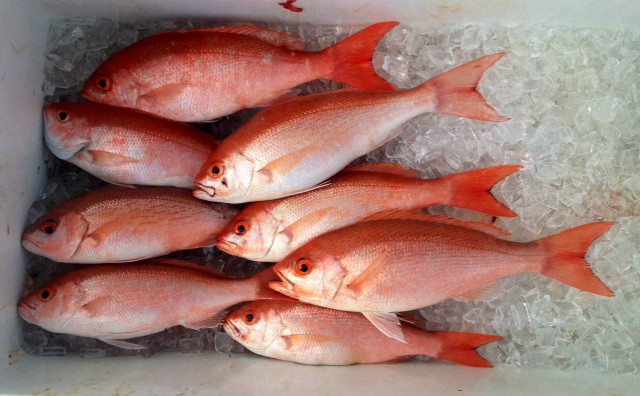 Red Snapper Suppliers, Buy Whole Red Snapper, Red Snapper Size 